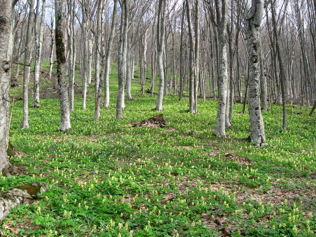 Северная Демерджи, image of landscape/habitat.