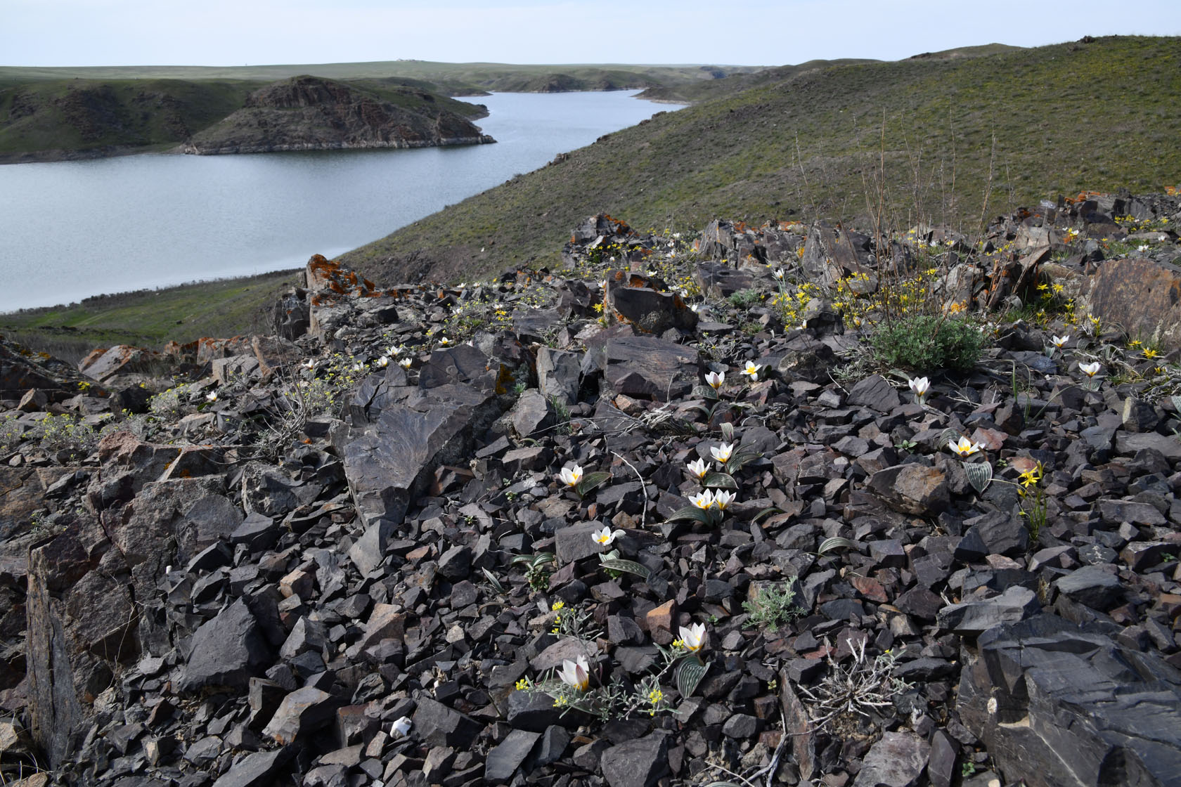 Курты, image of landscape/habitat.