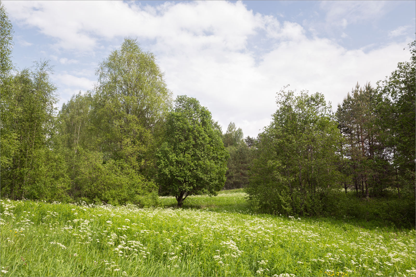 Исо-Ийярви, image of landscape/habitat.
