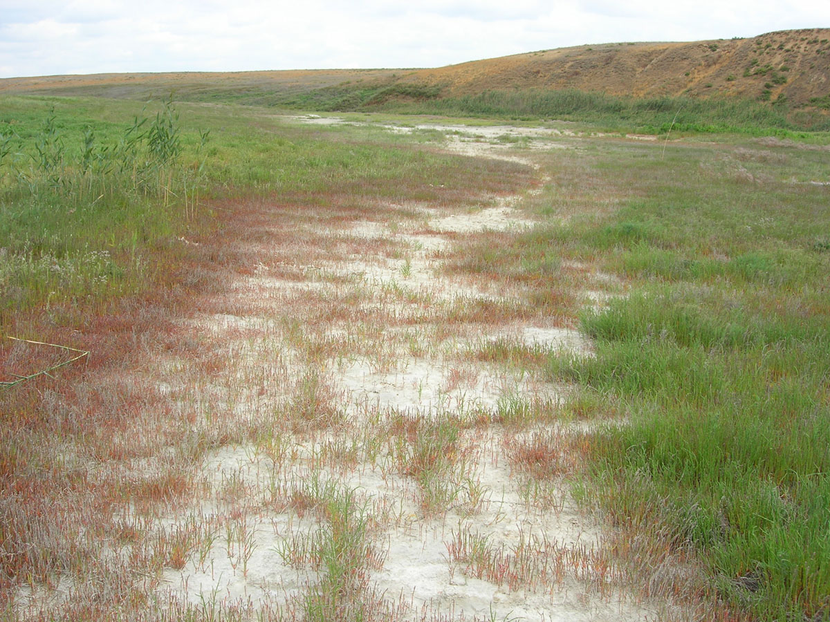 Побережье озера Эльтон, image of landscape/habitat.