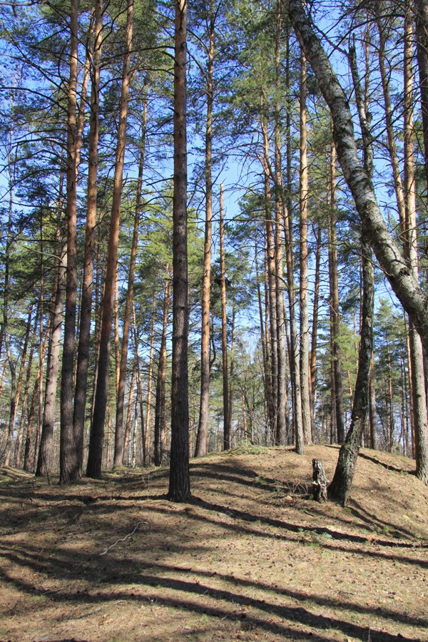 Лыткарино, image of landscape/habitat.