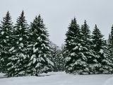 Центральный парк г. Йошкар-Ола, image of landscape/habitat.