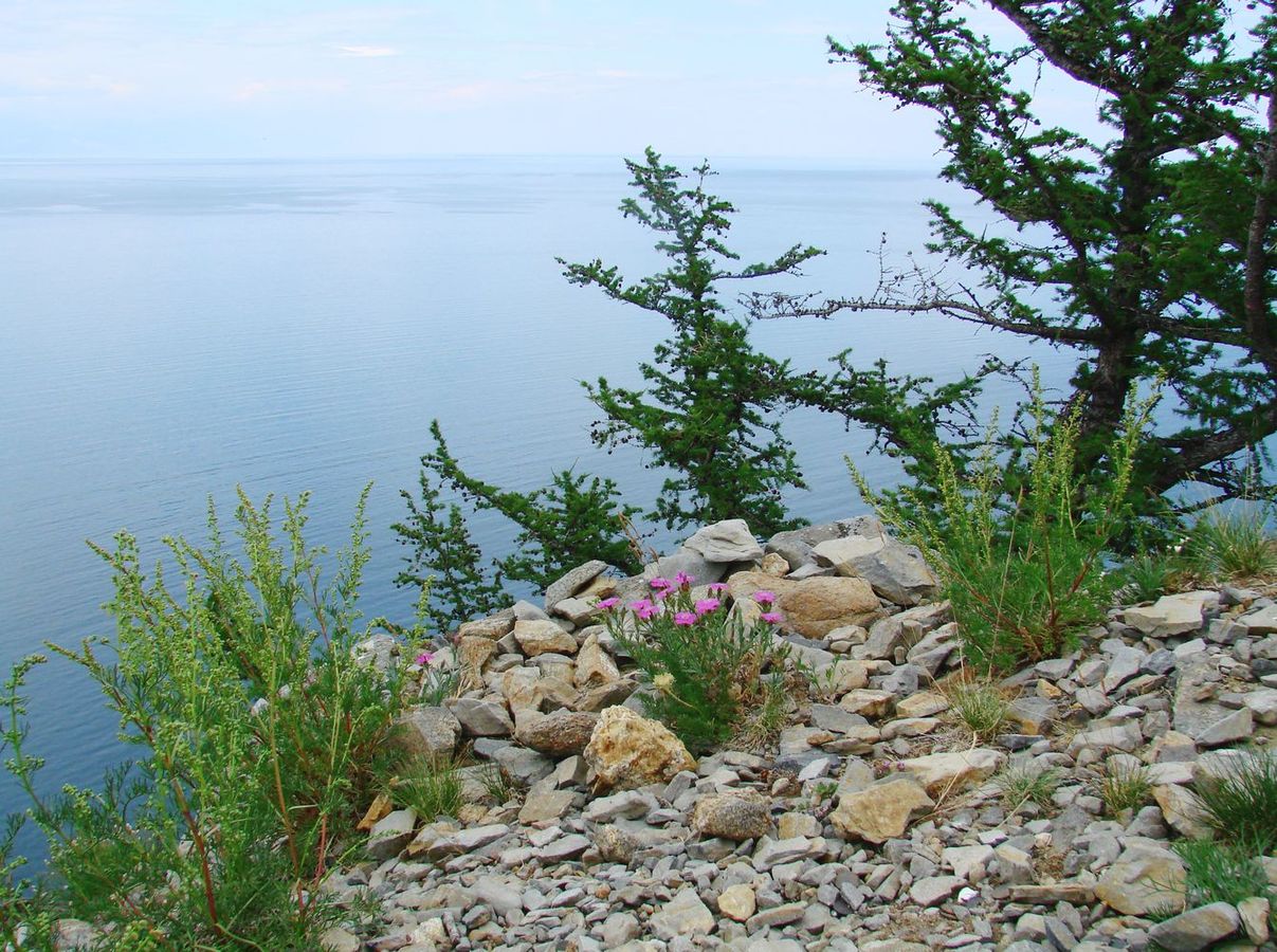 Мыс Хобой, image of landscape/habitat.