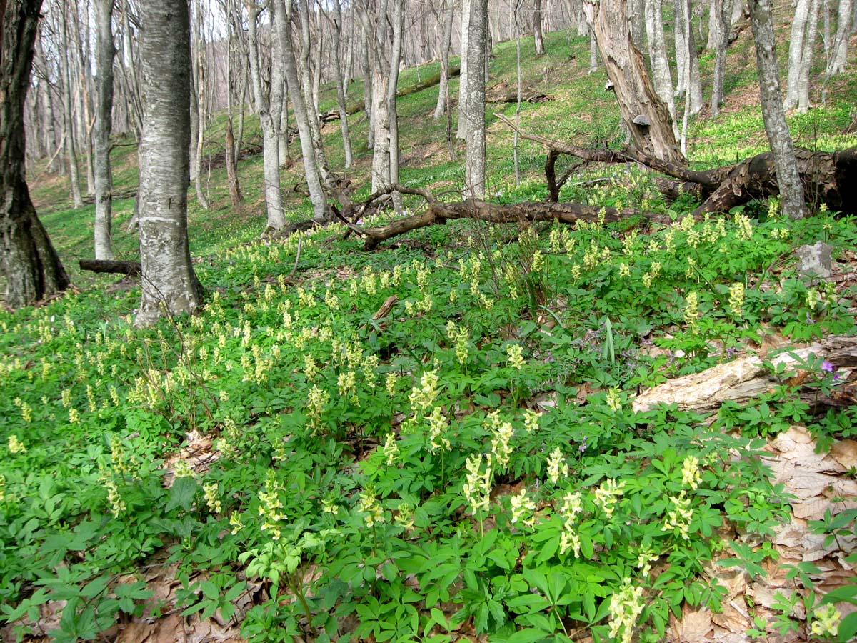 Северная Демерджи, image of landscape/habitat.