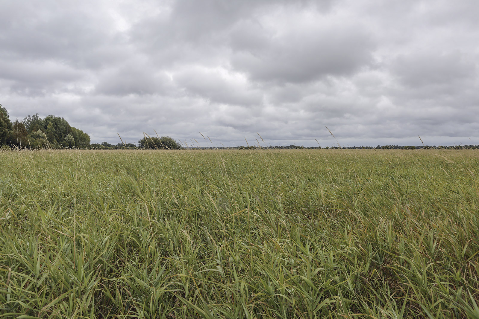 Окрестности Горнореченска, image of landscape/habitat.