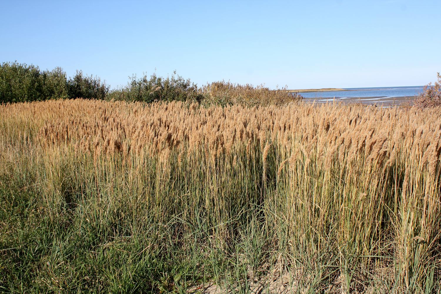 Ягры, image of landscape/habitat.