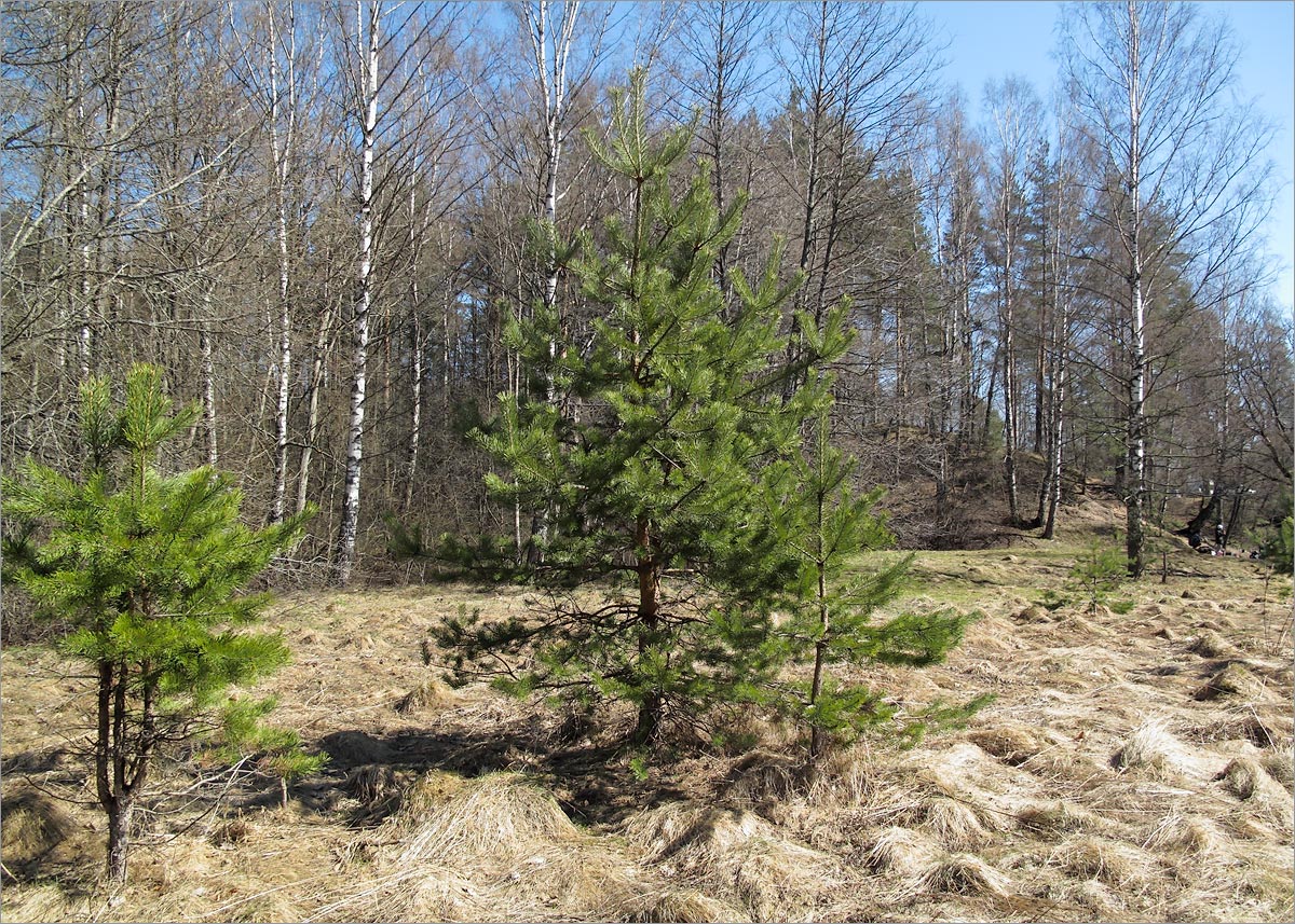 Хаболовка, image of landscape/habitat.