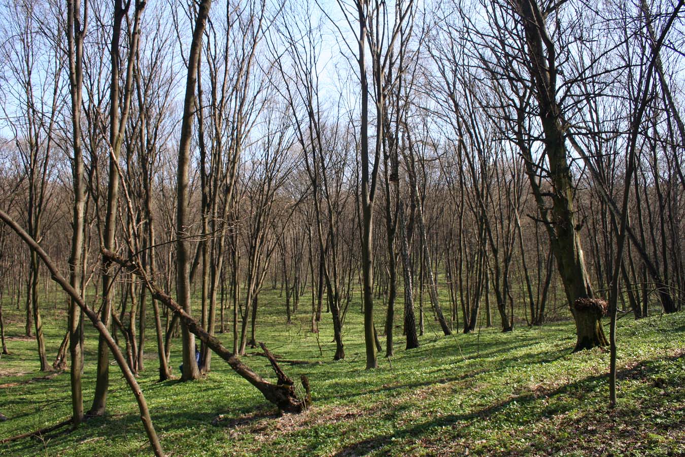 Трахтемиров, image of landscape/habitat.