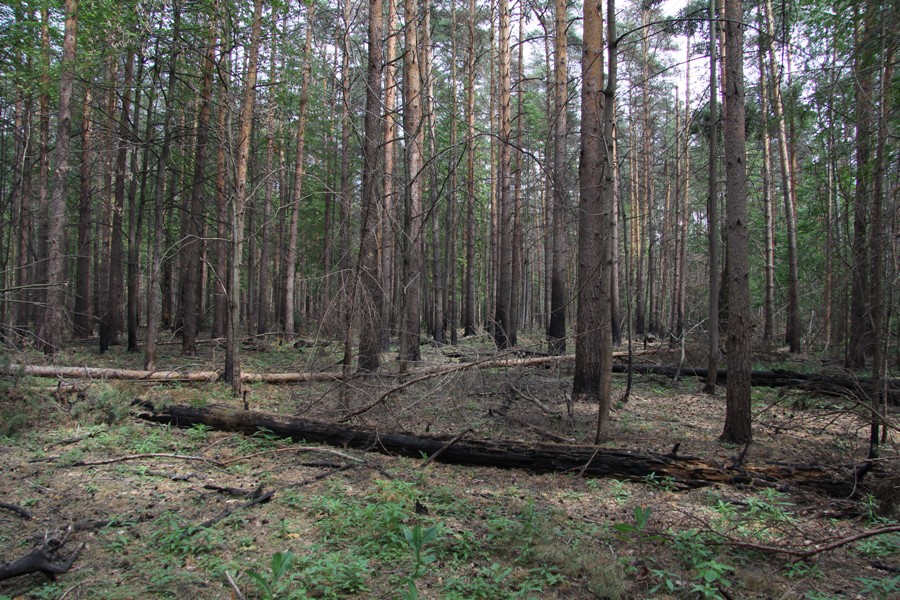 Лыткарино, image of landscape/habitat.