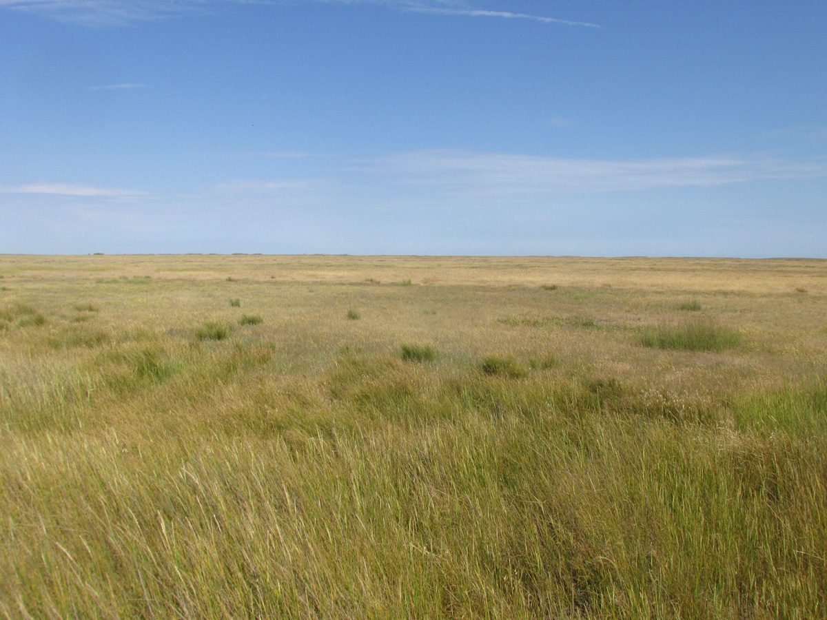 Заказник Присивашский, image of landscape/habitat.