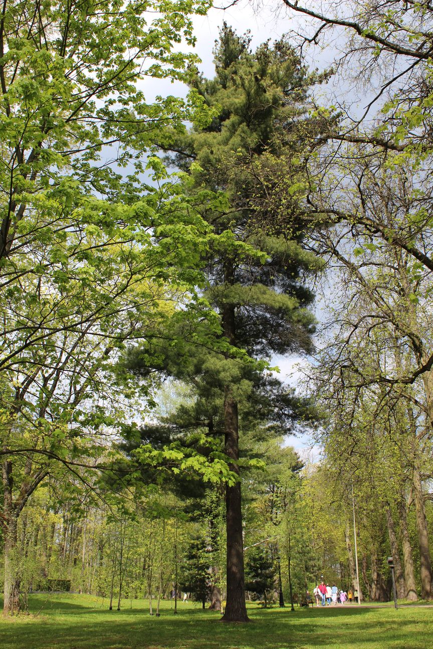 Лошицкий парк, image of landscape/habitat.