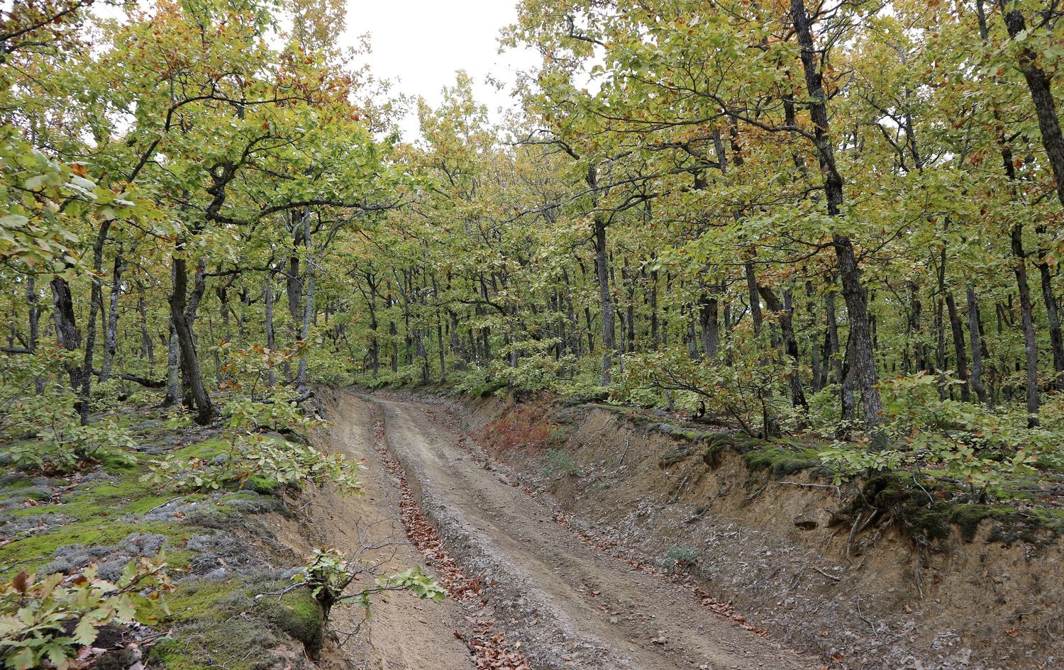 Шизе, image of landscape/habitat.