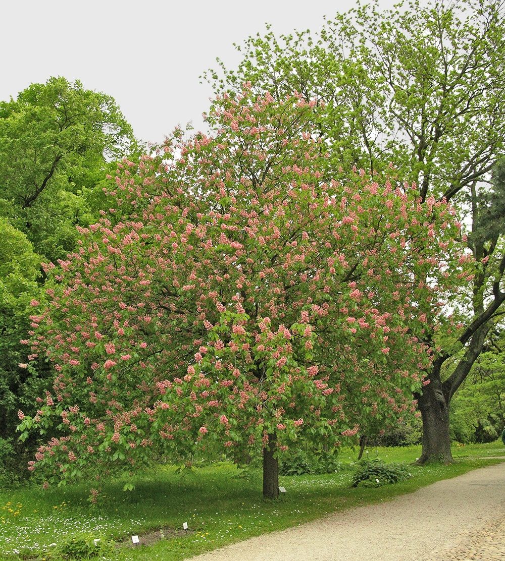 Бельведер, image of landscape/habitat.