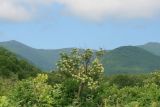 Image of landscape