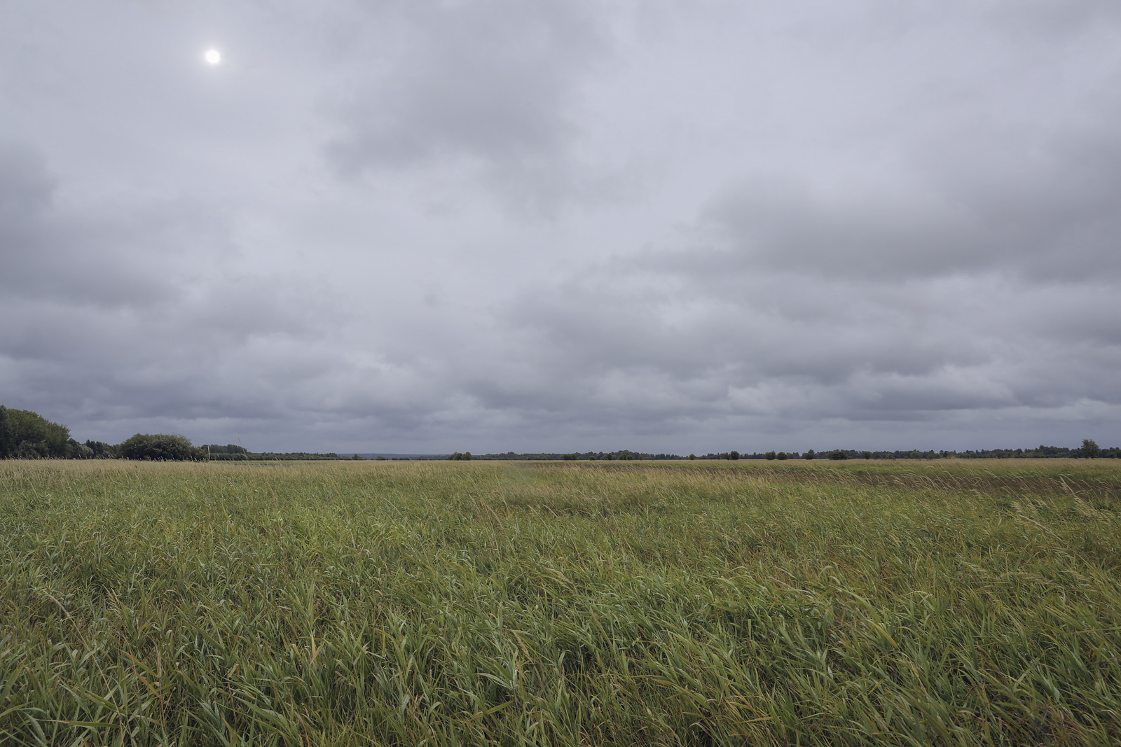 Окрестности Горнореченска, image of landscape/habitat.