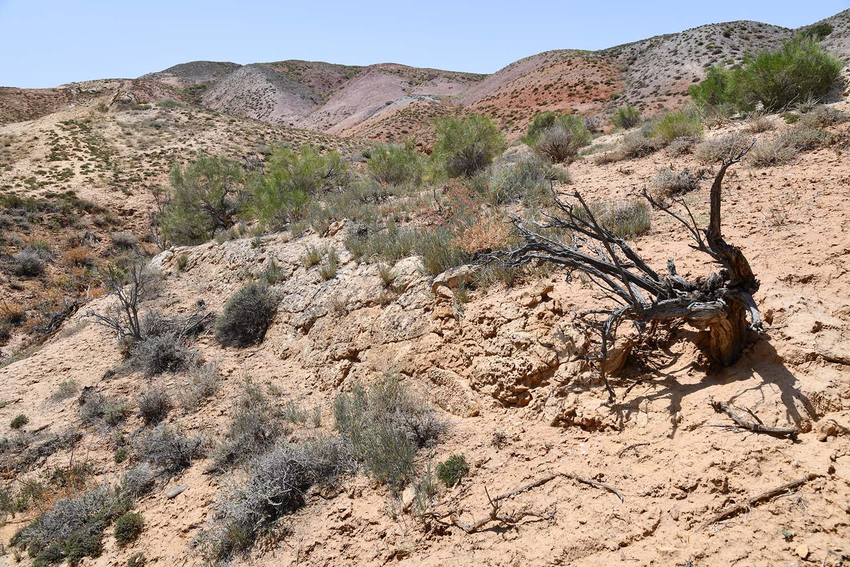 Бала-Богуты, image of landscape/habitat.