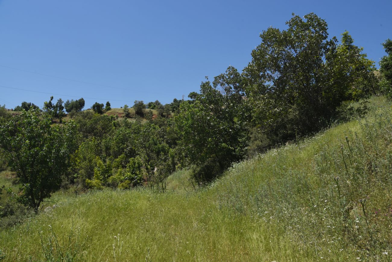 Кёпрюлю, image of landscape/habitat.