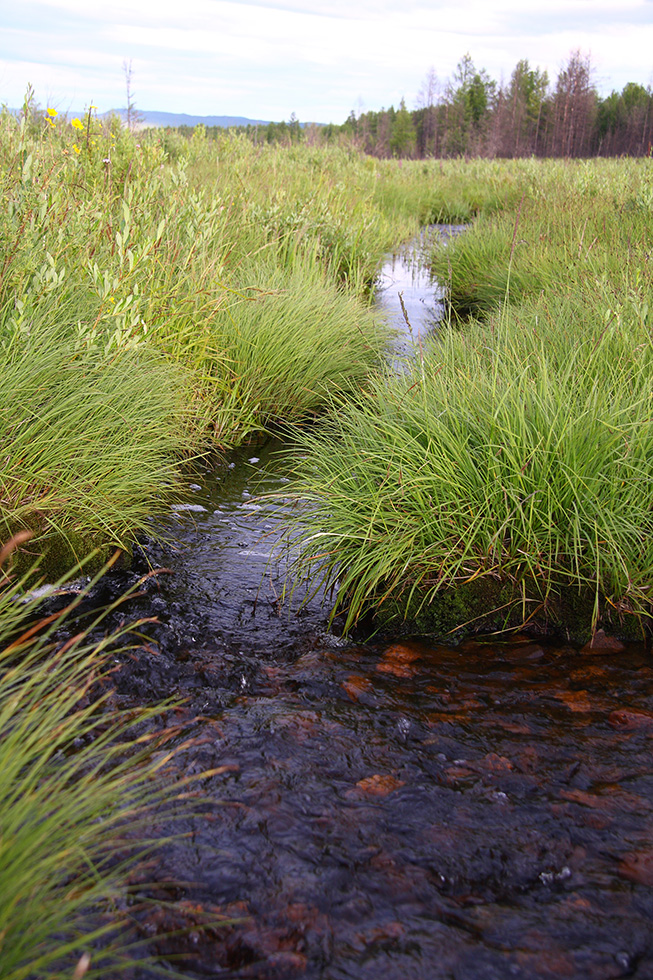 Окрестности Северного, image of landscape/habitat.