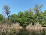 Район Гребного канала, image of landscape/habitat.