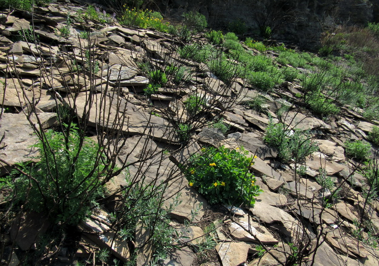 Кавказский Бор, image of landscape/habitat.