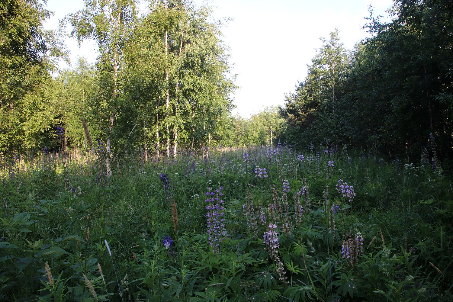 Отрадное, image of landscape/habitat.