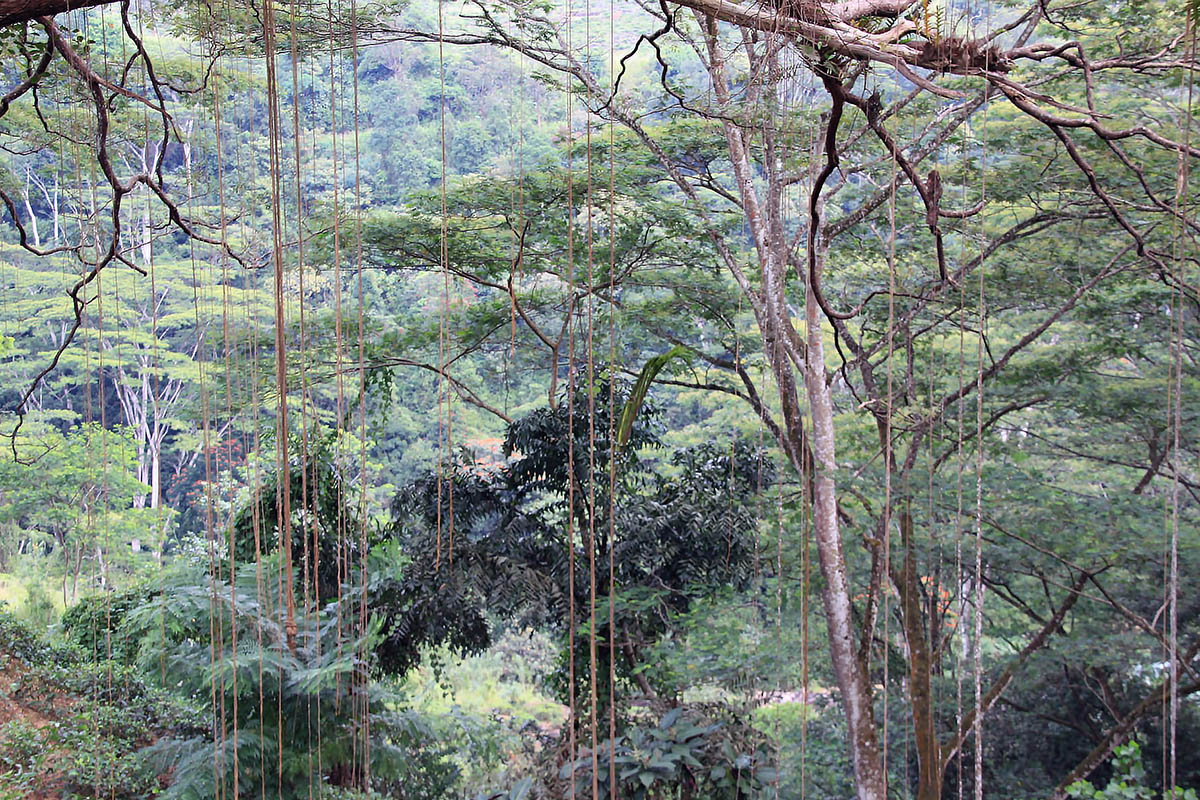 Лес Макандева, изображение ландшафта.