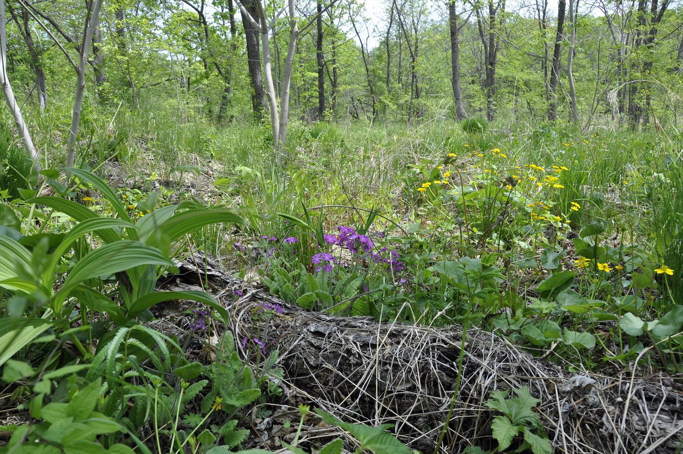 Новонежино, image of landscape/habitat.