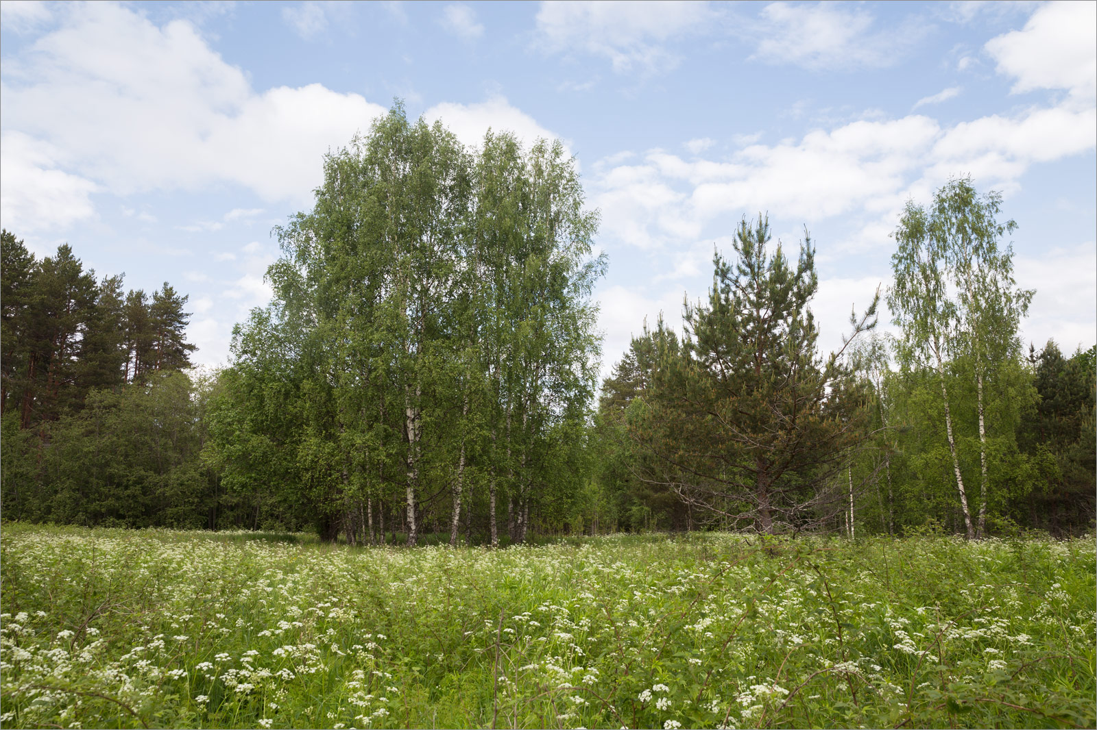 Исо-Ийярви, image of landscape/habitat.