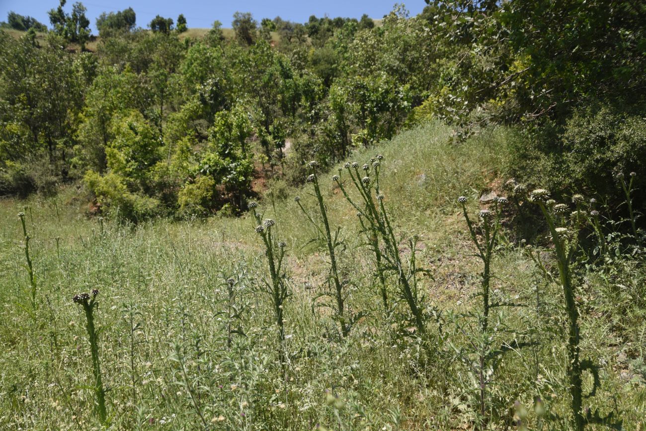 Кёпрюлю, image of landscape/habitat.