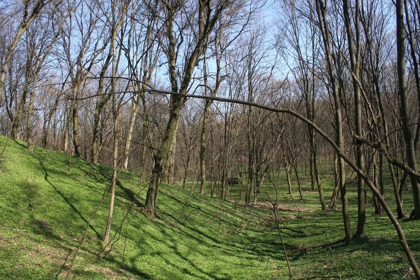 Трахтемиров, image of landscape/habitat.