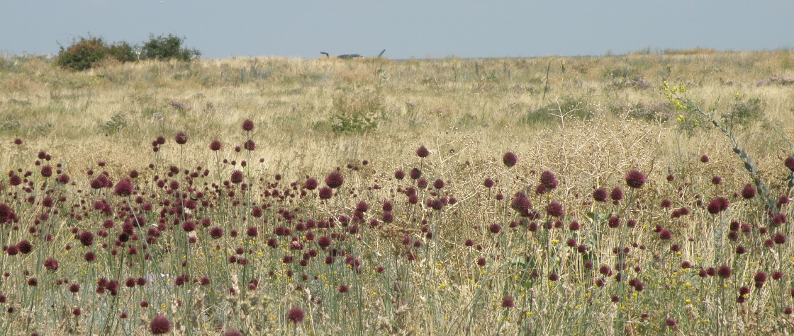 Должанка, image of landscape/habitat.