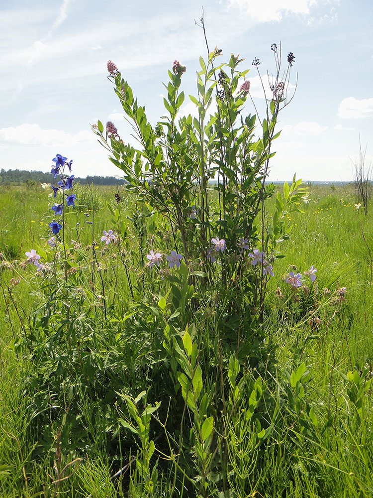 Позднякова, image of landscape/habitat.