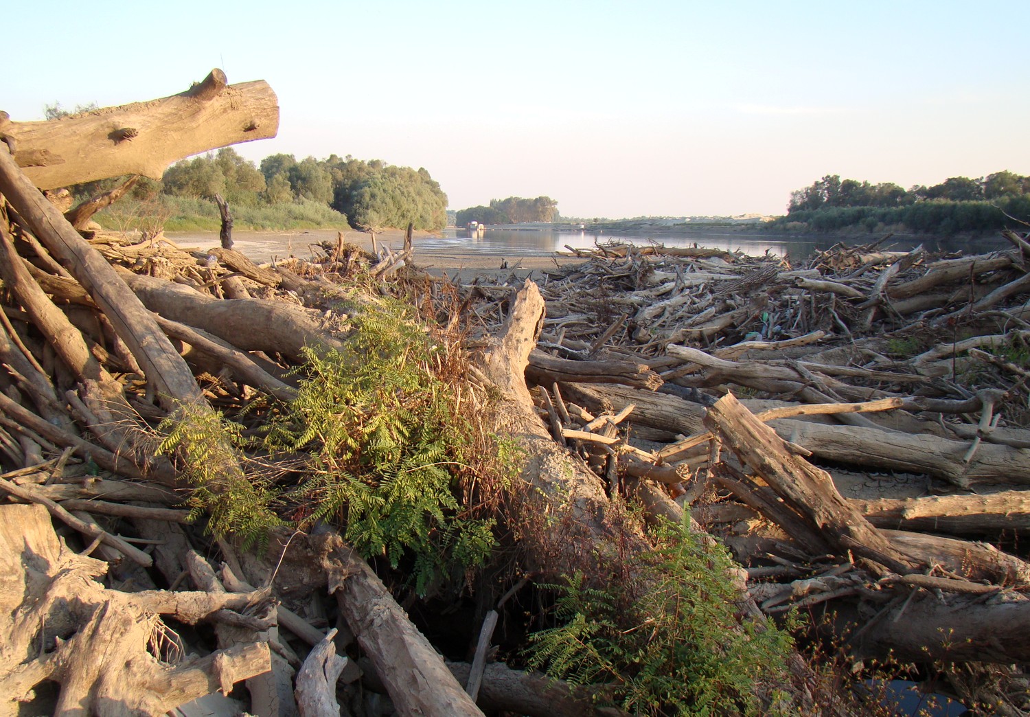 Берег Кубани в Усть-Лабинске, image of landscape/habitat.