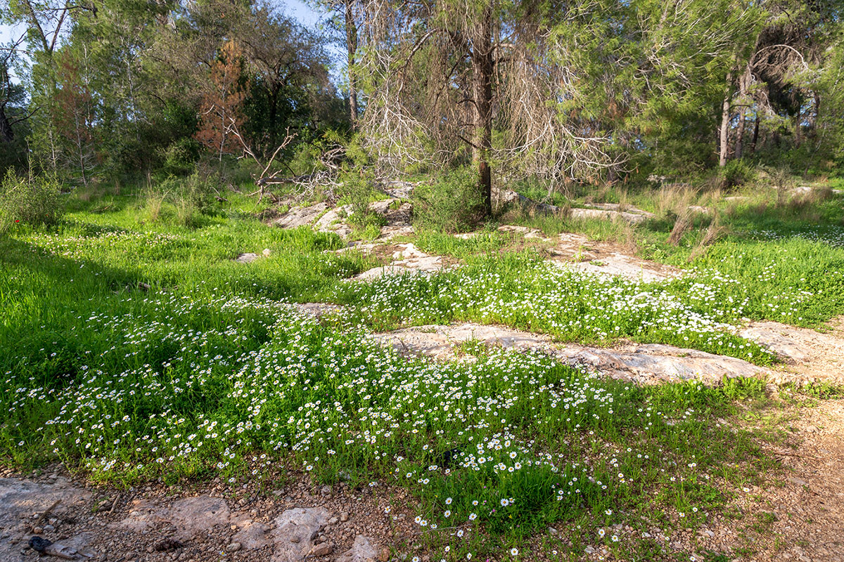 Лес Бен-Шемен, image of landscape/habitat.