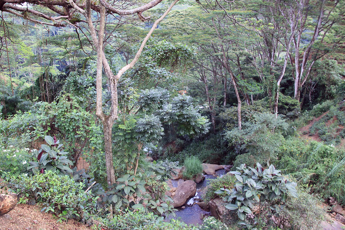 Лес Макандева, image of landscape/habitat.