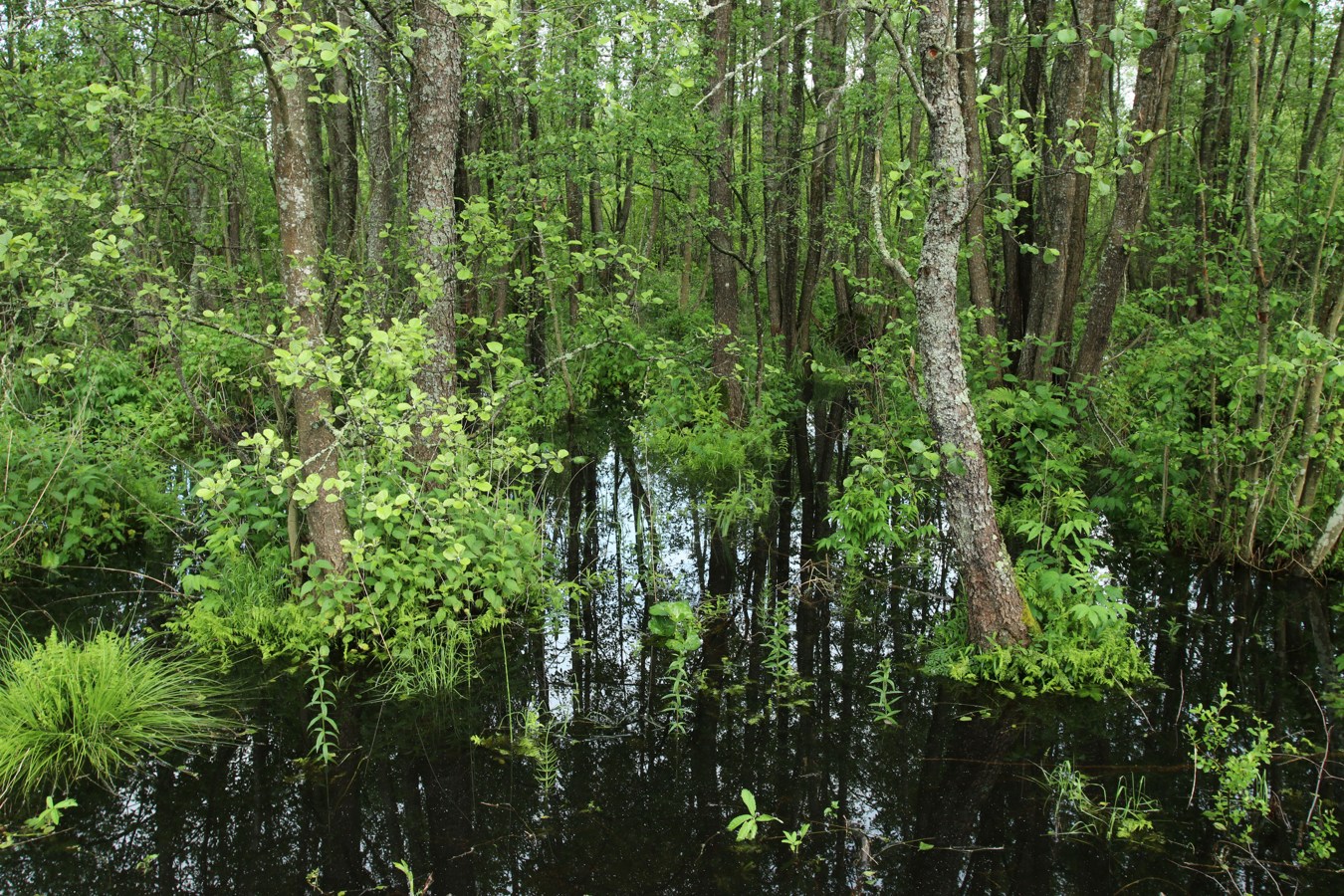 Езерище и окрестности, image of landscape/habitat.
