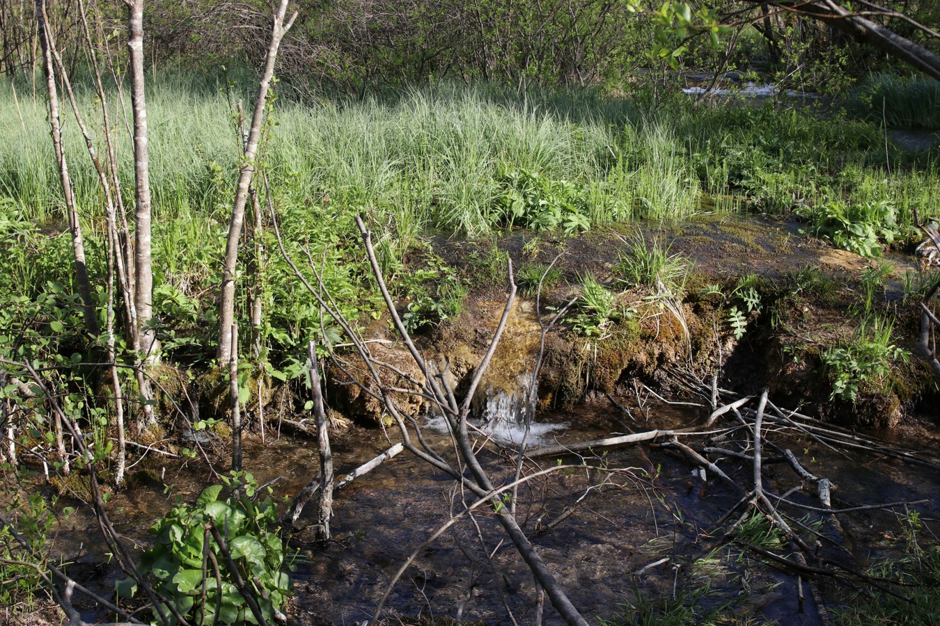 Истоки Шингарки, image of landscape/habitat.
