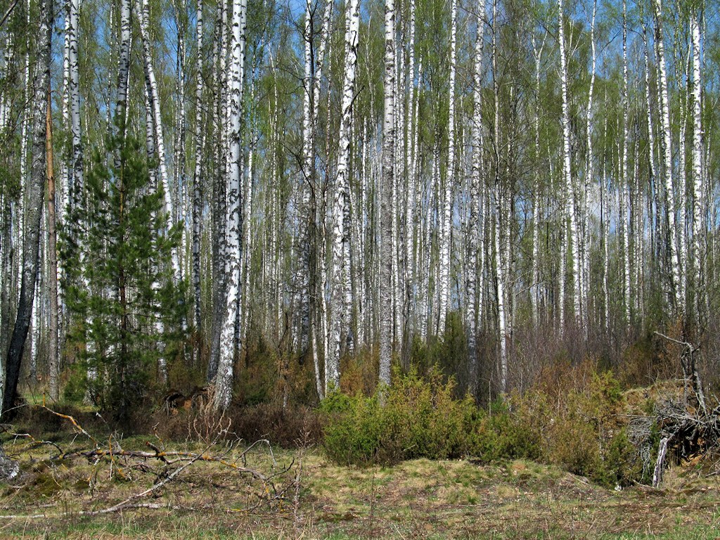 Жарь, изображение ландшафта.