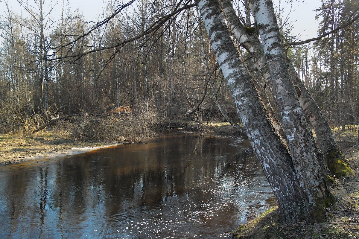 Хаболовка, image of landscape/habitat.