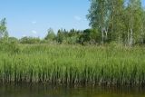 Верховья Оредежа, image of landscape/habitat.