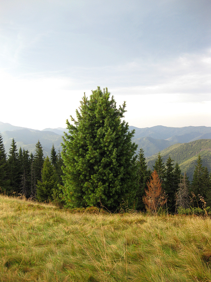 Заповедник "Горганы", Кливки, image of landscape/habitat.