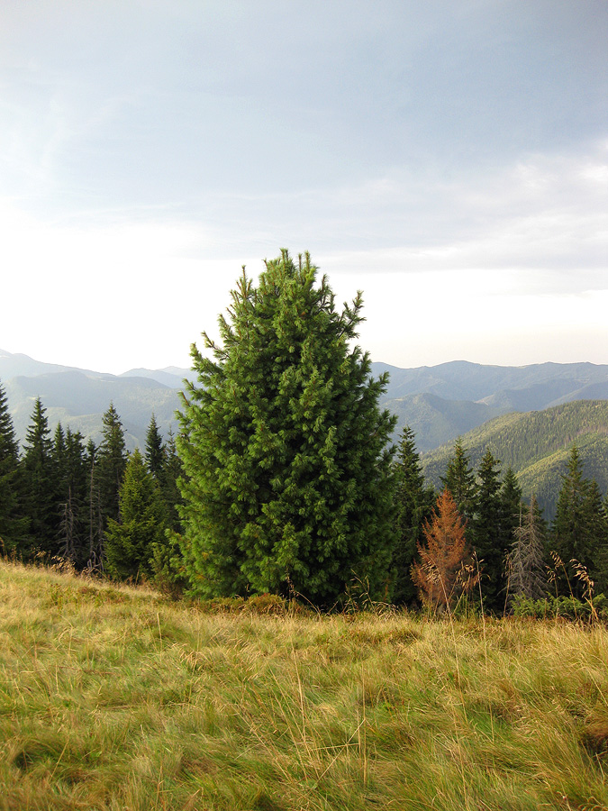 Заповедник "Горганы", Кливки, изображение ландшафта.