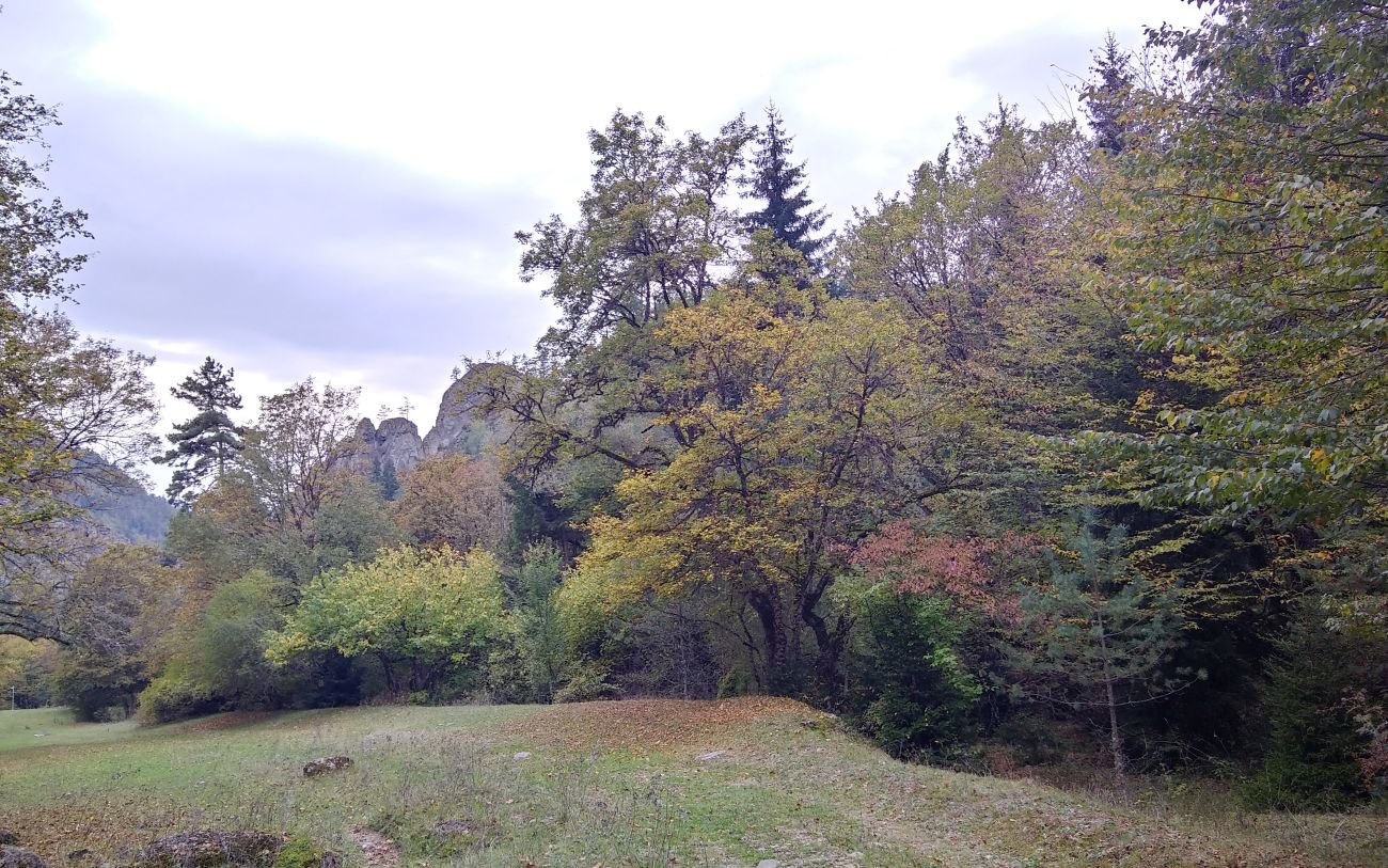 Долина ручья Квабисхеви, image of landscape/habitat.