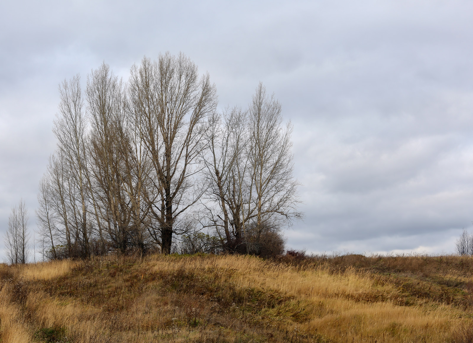 Окрестности села Красный Бор, image of landscape/habitat.