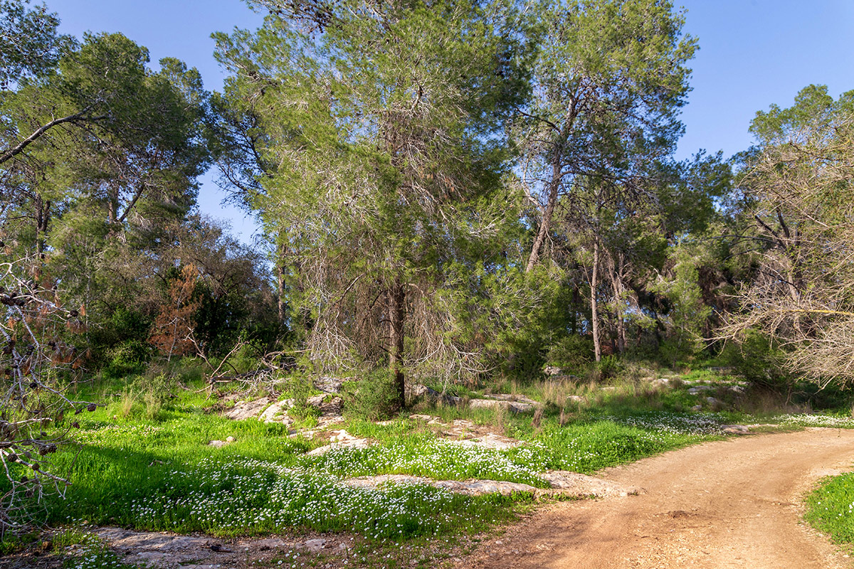 Лес Бен-Шемен, image of landscape/habitat.