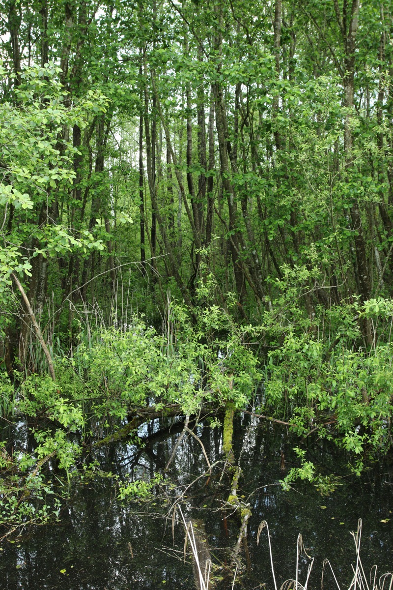 Езерище и окрестности, image of landscape/habitat.