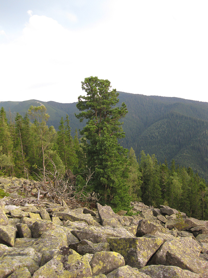 Заповедник "Горганы", Кливки, image of landscape/habitat.