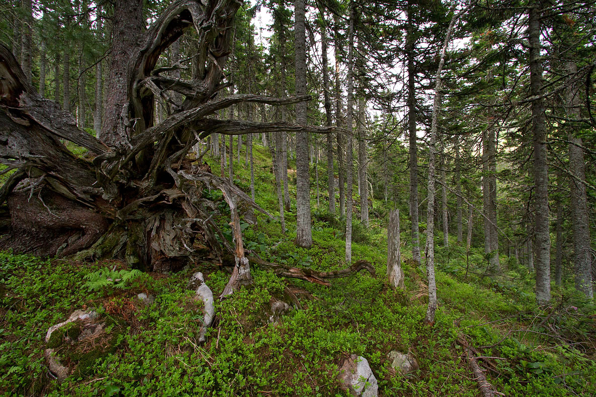 Тропа на "Чум", image of landscape/habitat.