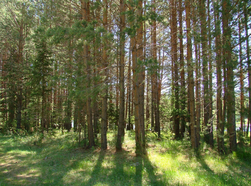 Река Куйтун, изображение ландшафта.