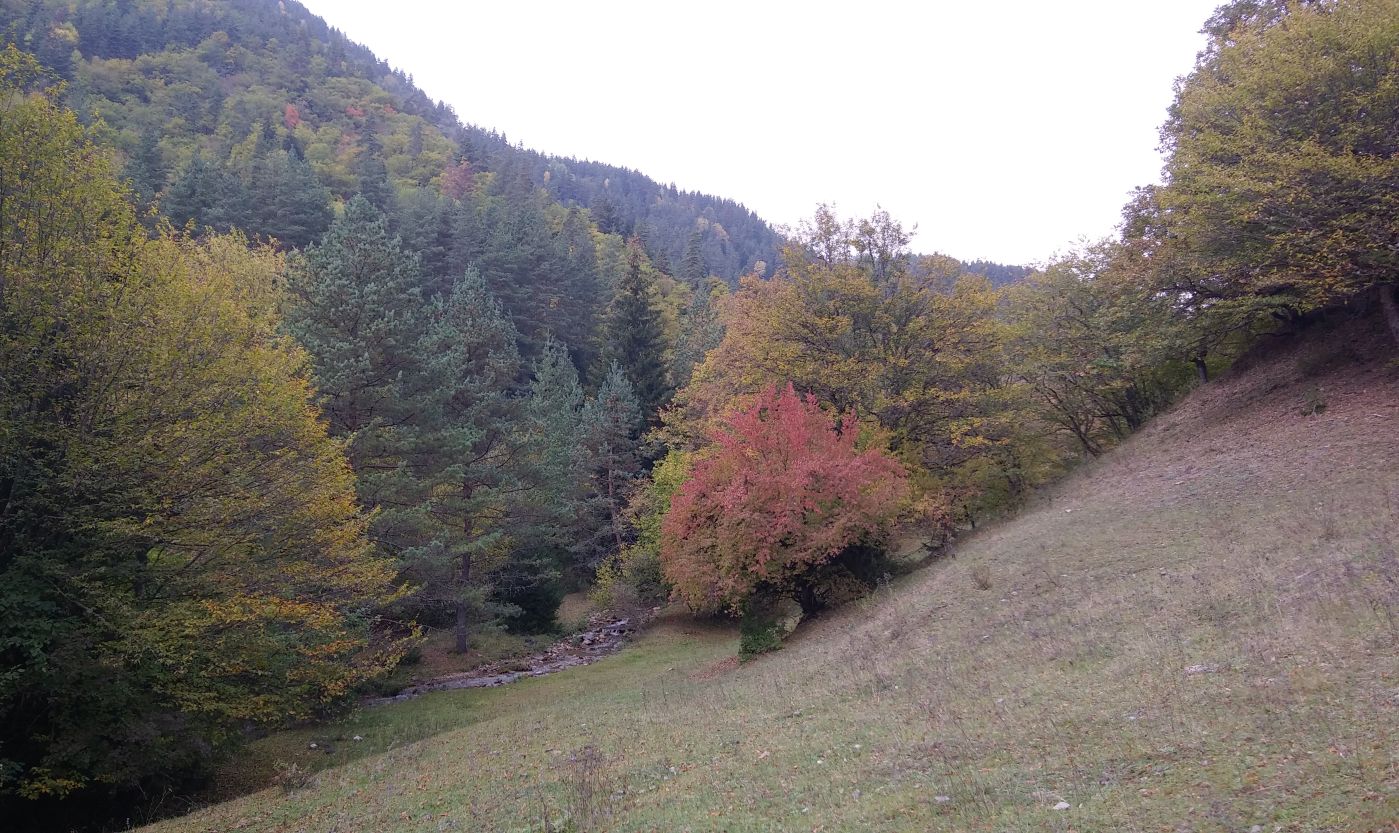 Долина ручья Квабисхеви, image of landscape/habitat.